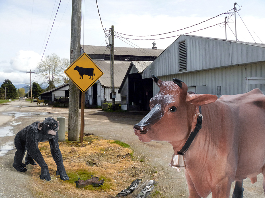 Cow & Monkey with Sign