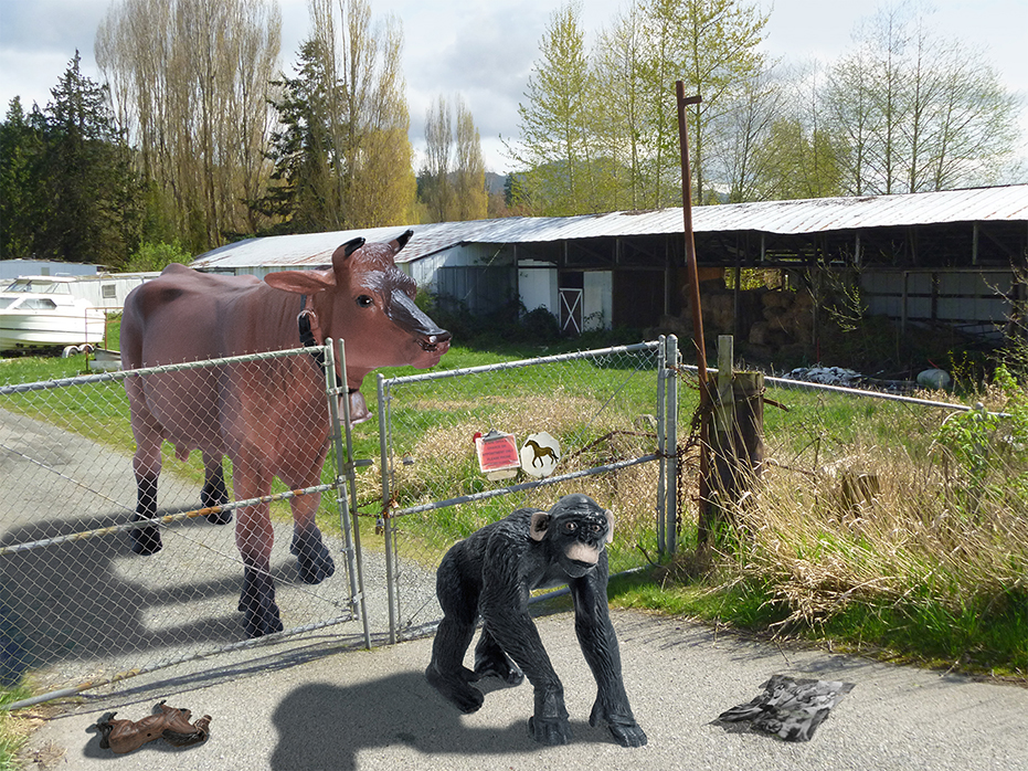 Cow & Monkey behind fence